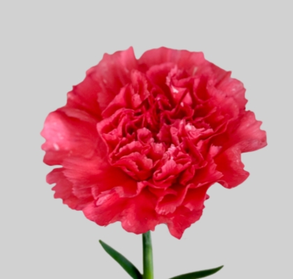 Clavel Col. Fancy Fucsia "T25" (7 Dias - 2�)