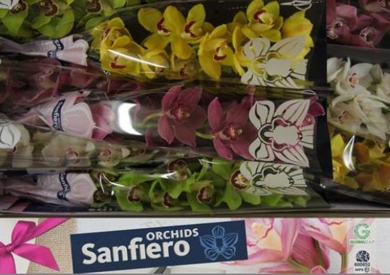 Cymbidium Mixta 60cm " Sanfiero  " (7 Dias - 2�)