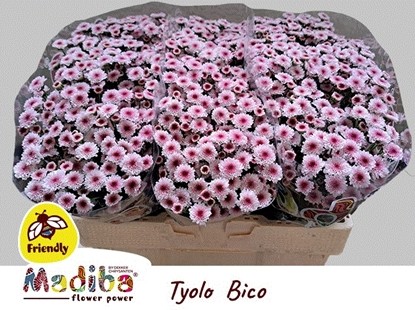Santini Mad.Tyolo Bicolor 1200gr "T25" Rs. (7 Dias - 2�)
