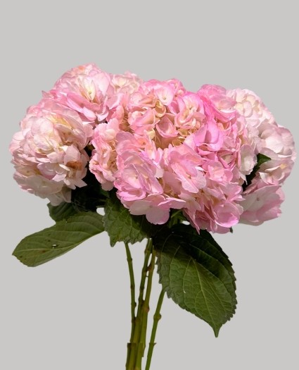 Hortensia Jumbo Light Pink 60cm �18/20 (7 Dias - 2�)