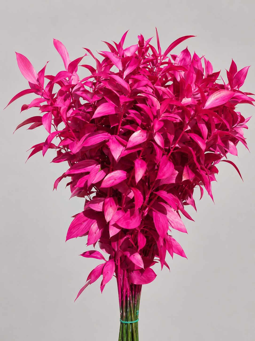 Ruscus Pintado Fucsia 80cm  (7 Dias - 2�)