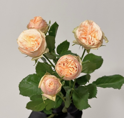 Ramificada Gen Trendsetter 60cm (7 Dias - 2�)