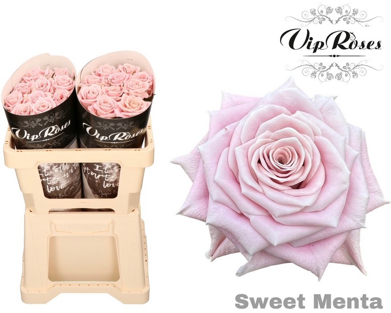 Rosa Hol. Sweet Menta 50cm "Vip Roses" (7 Dias - 2�)