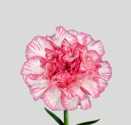 Clavel Nac. 55cm Damascu Rosa