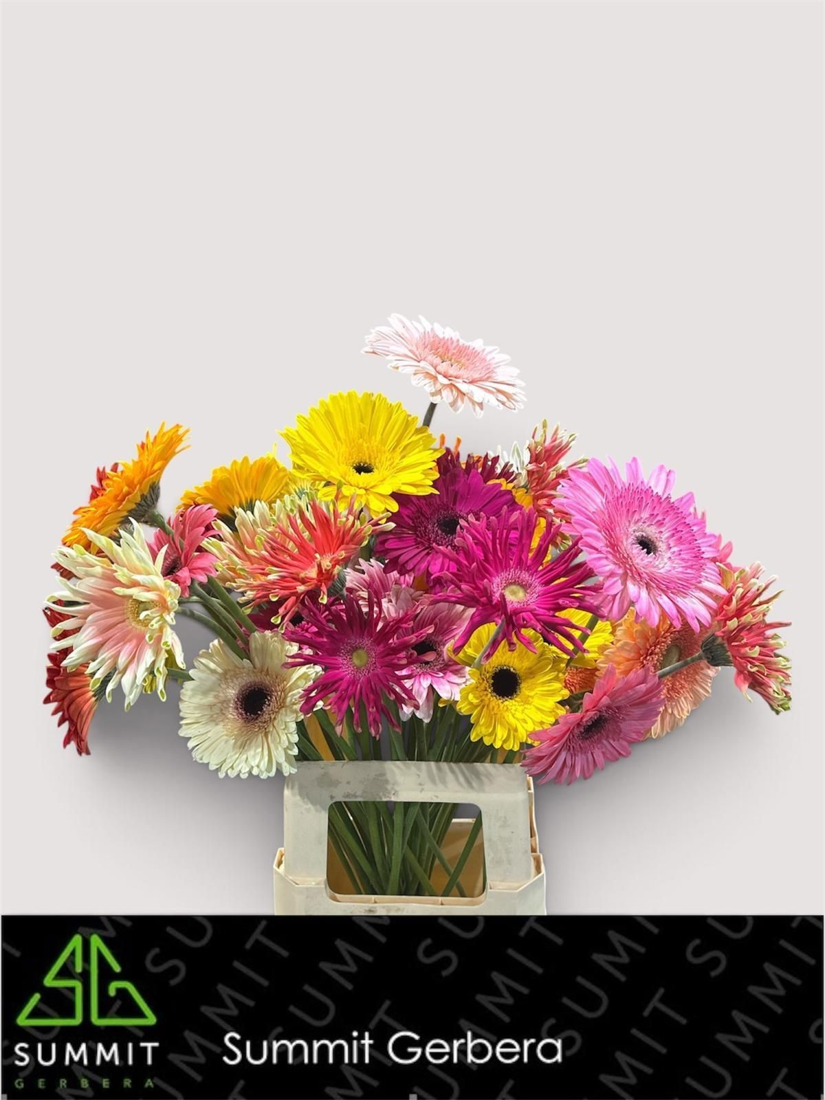 Gerbera Hol. Festival Mix "T20"