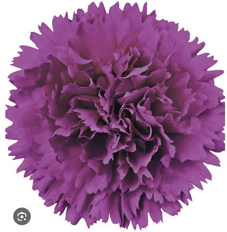 Clavel Col. Fancy Farieta lila