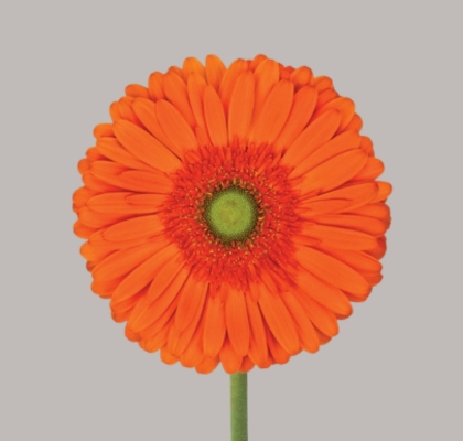 Gerbera Hol. Atlanta "Aquapack" CC15