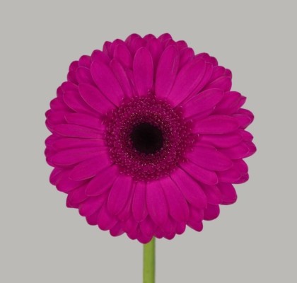 Gerbera Hol. Bon Dia "Aquapack" CC15