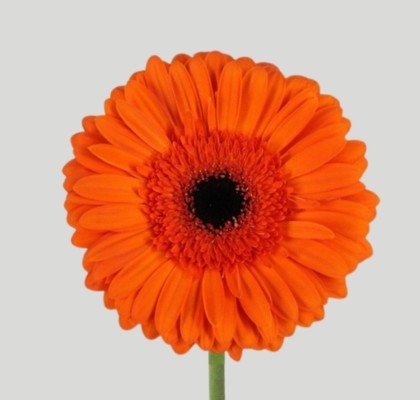 Gerbera Hol. Capella "Aquapack" CC15