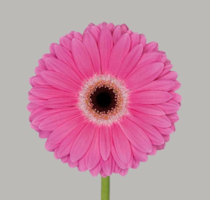 Gerbera Hol. Dreamer "Aquapack" CC15