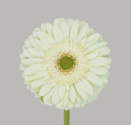 Gerbera Hol. Mint "Aquapack" CC15