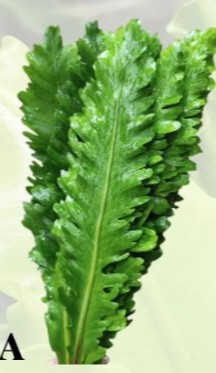 Helecho Chiba 45cm