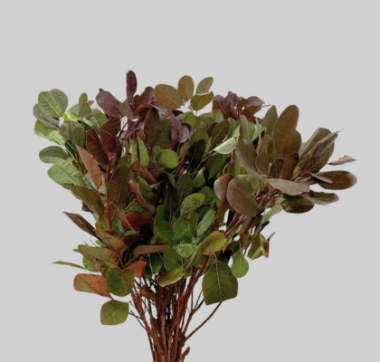 Cotinus Royal Purple 60cm "T25"