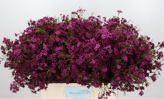 Flor Cera Hol. Free Spirit 70cm 25gr Mor. "T25"
