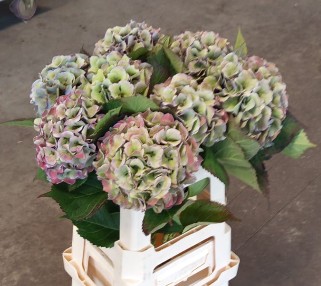 Hortensia Hol. Royal Love Classic 60cm �13/15