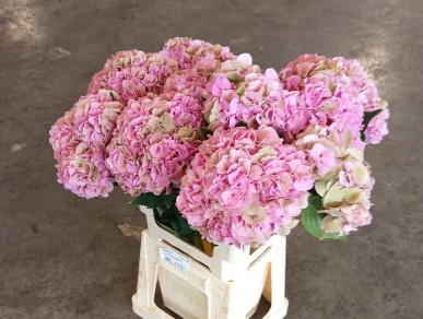 Hortensia Hol. Royal Symphony Cl. 60cm �18/20 Vd.