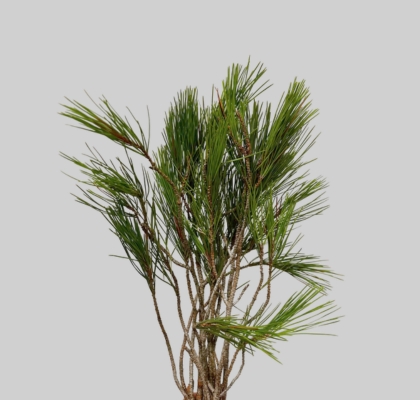 Pinus Strobus 55cm