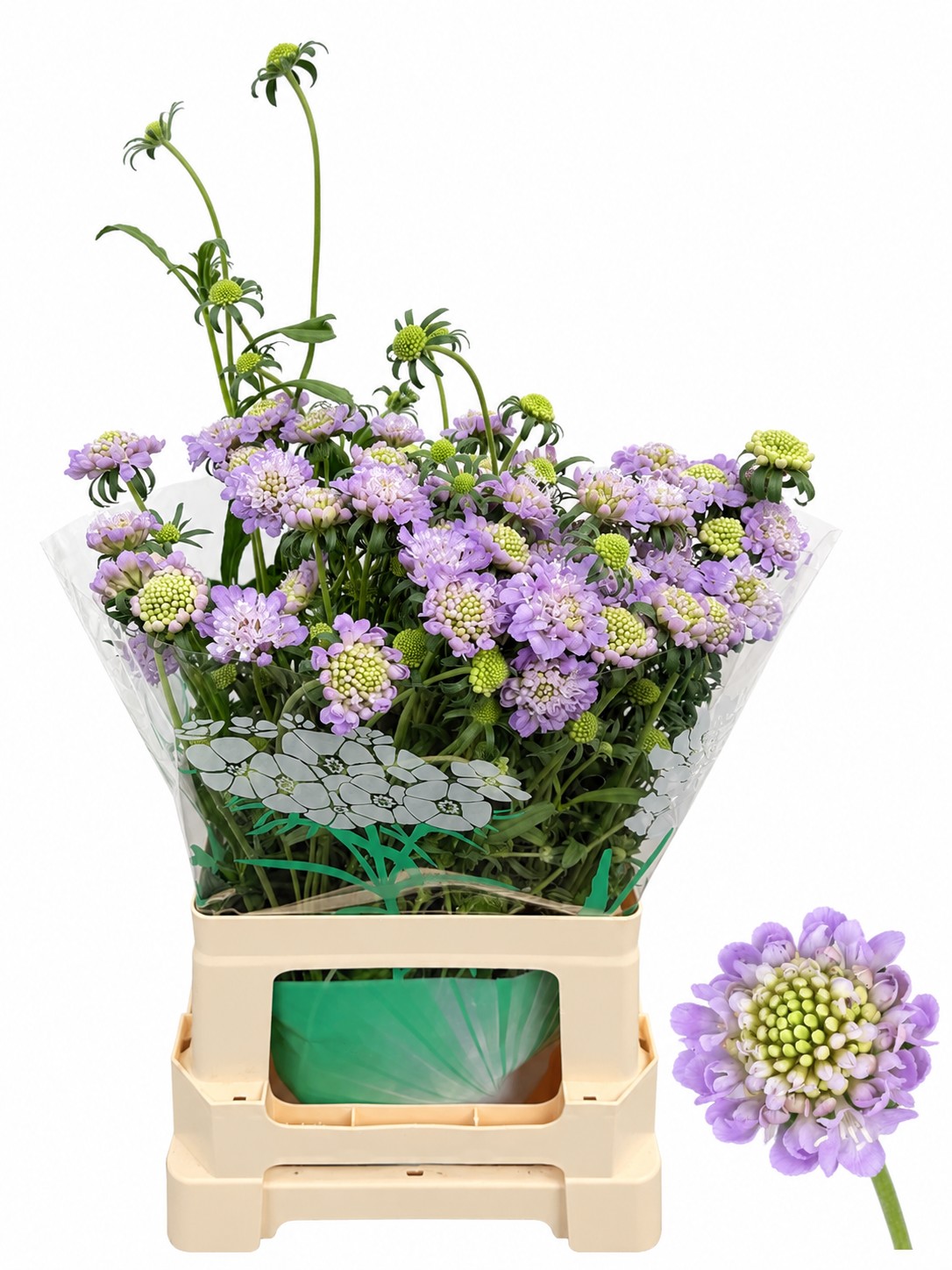 Scabiosa Atro Bon Bon Scoop Ube 60cm "T50"