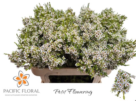 Flor Cera Hol. Kiara 70cm 60gr Bl. "T25"