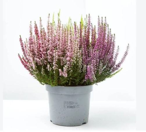 P. Callu Bl Quatro G 23/25cm