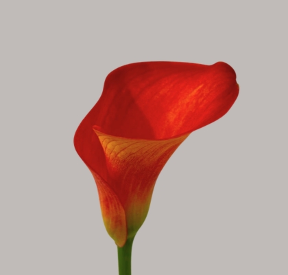 Calla Orange Pride 50cm