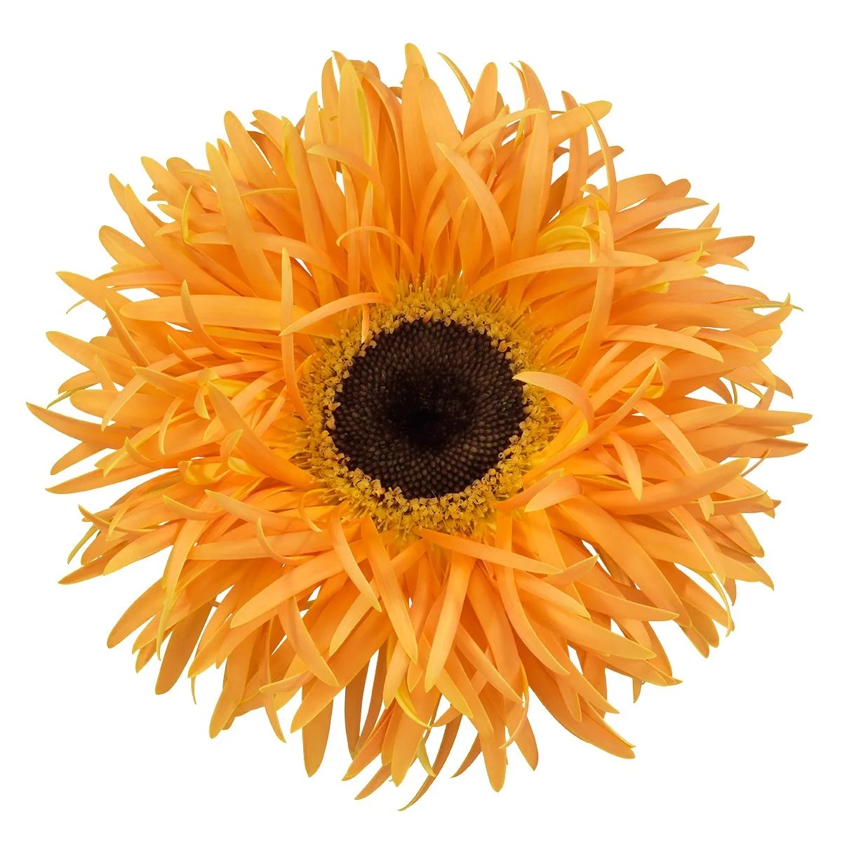 Gerbera Hol. Gerspider Bambu "T25"