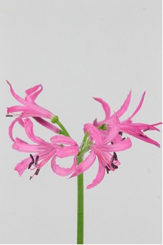 Nerine Ras Van Roon 65cm Mag. (7 Dias - 2�)