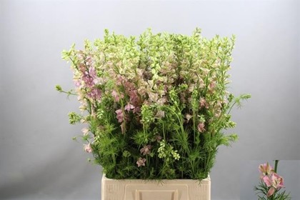 Delphinium Hol. Cons R Q Light Pink 70cm (7 Dias - 2�)