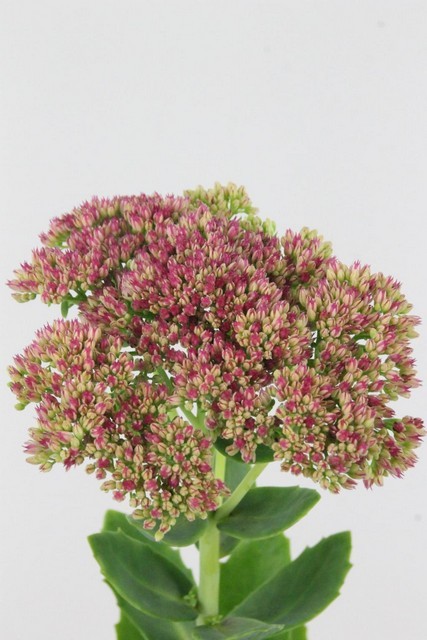 Sedum Hol. Spectabile 55cm "T25" (7 Dias - 2�)