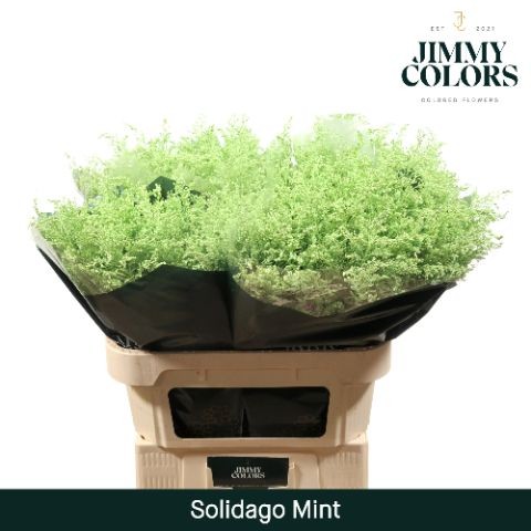 Solidago Pintado Mint 70cm 25gr "T25" (7 Dias - 2�)