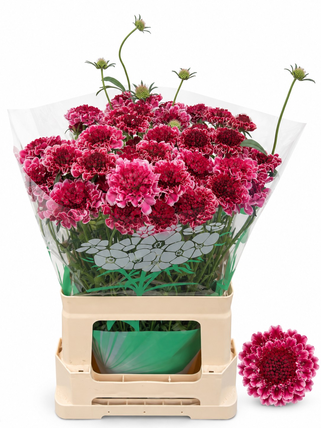 Scabiosa Atro Raspberry Scoop 60cm "CC50"