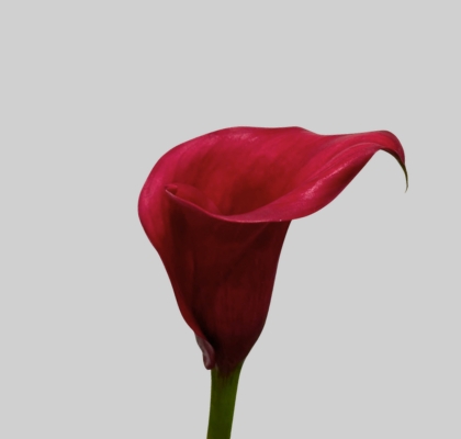 Calla Overig Red 50cm