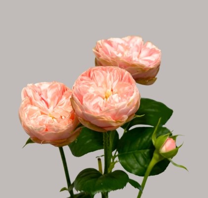 Ramificada Royal Blush Charm 50cm 15gr (1/2-flor tallo )