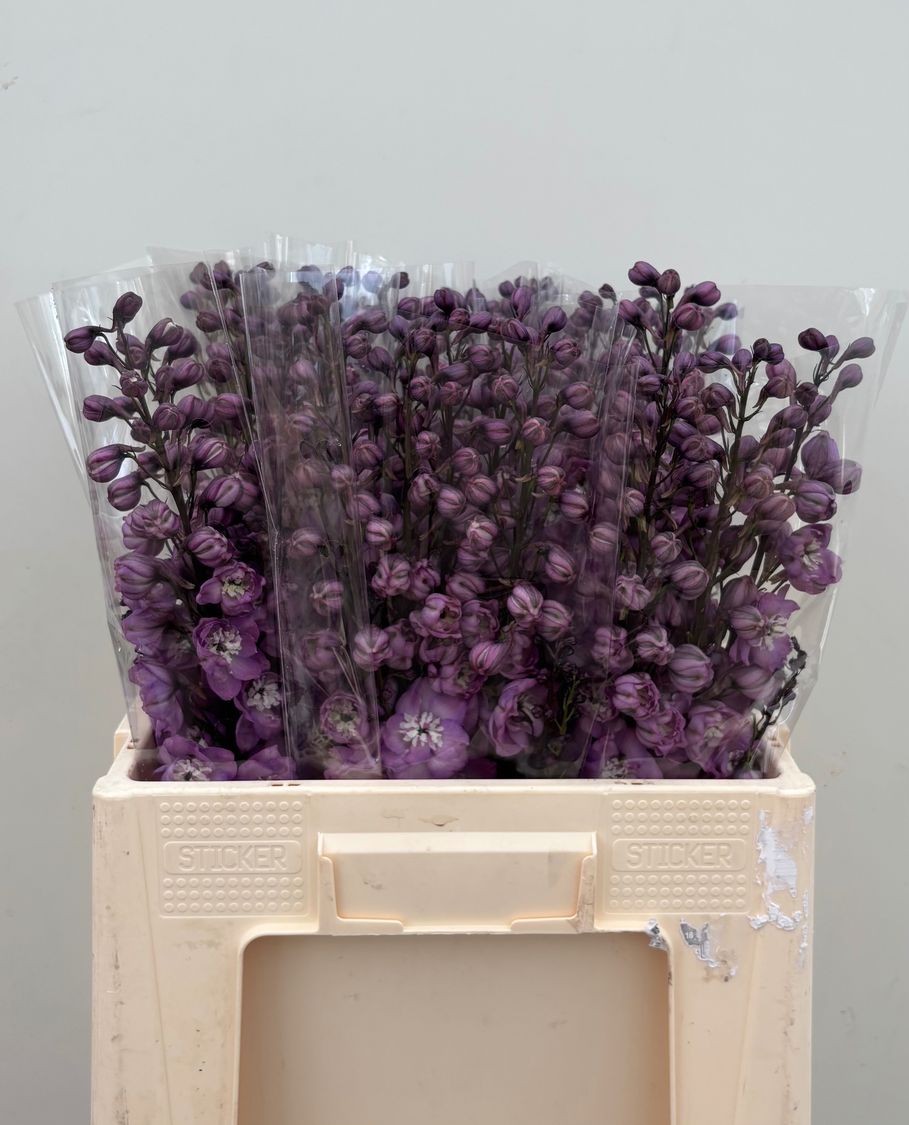 Delphinium Hol. Du Dewi Hercules 60cm "T5" (7 Dias - 2�)