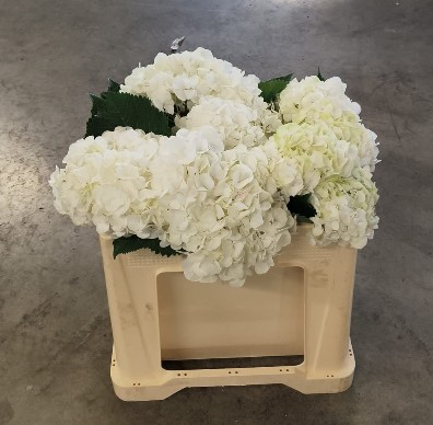Hortensia Hol. Verena White 50cm �16/18 (7 Dias - 2�)