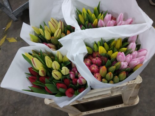 Tulipan Hol. Mixto Santos 40cm "T50"