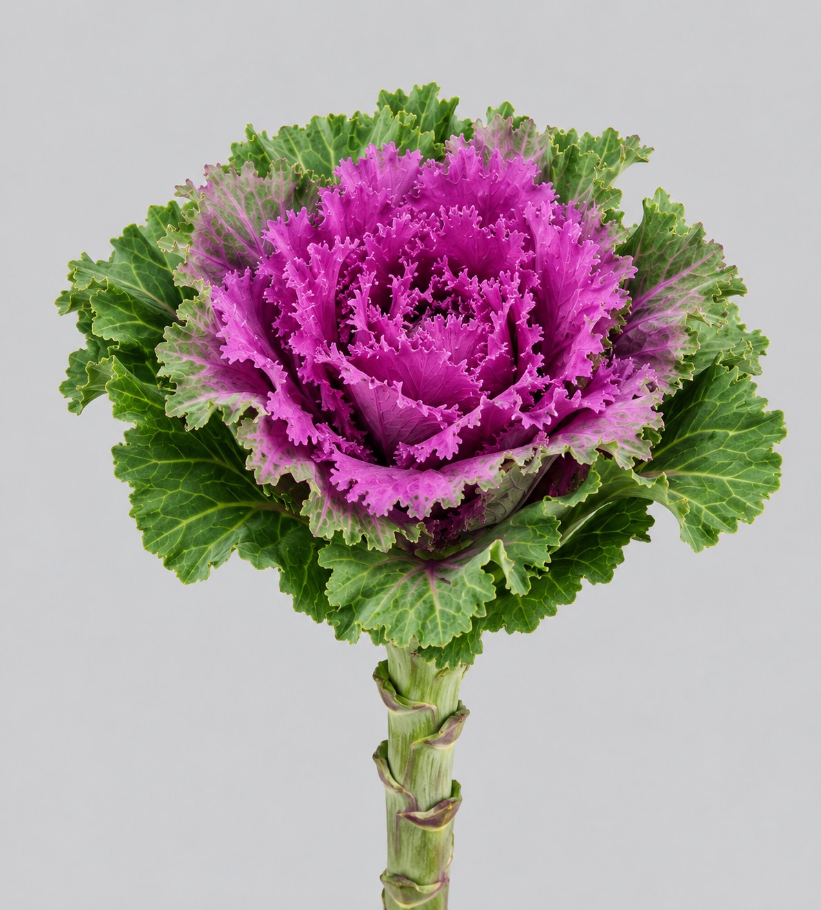 Brassica Hol. Altair 70cm Mor