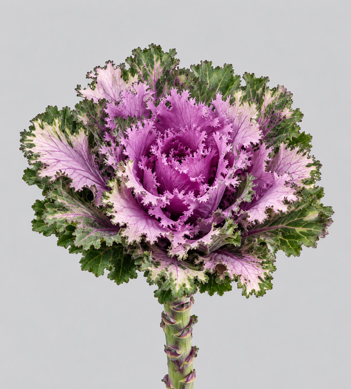 Brassica Hol. Rigel 70cm