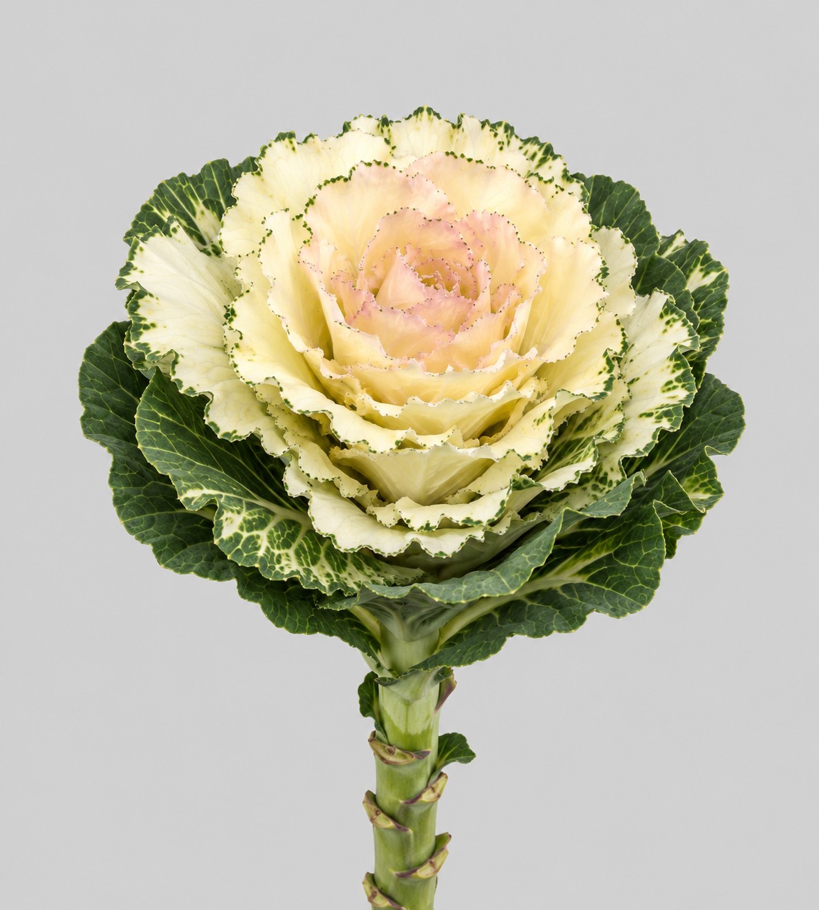 Brassica Hol. Round White 70cm