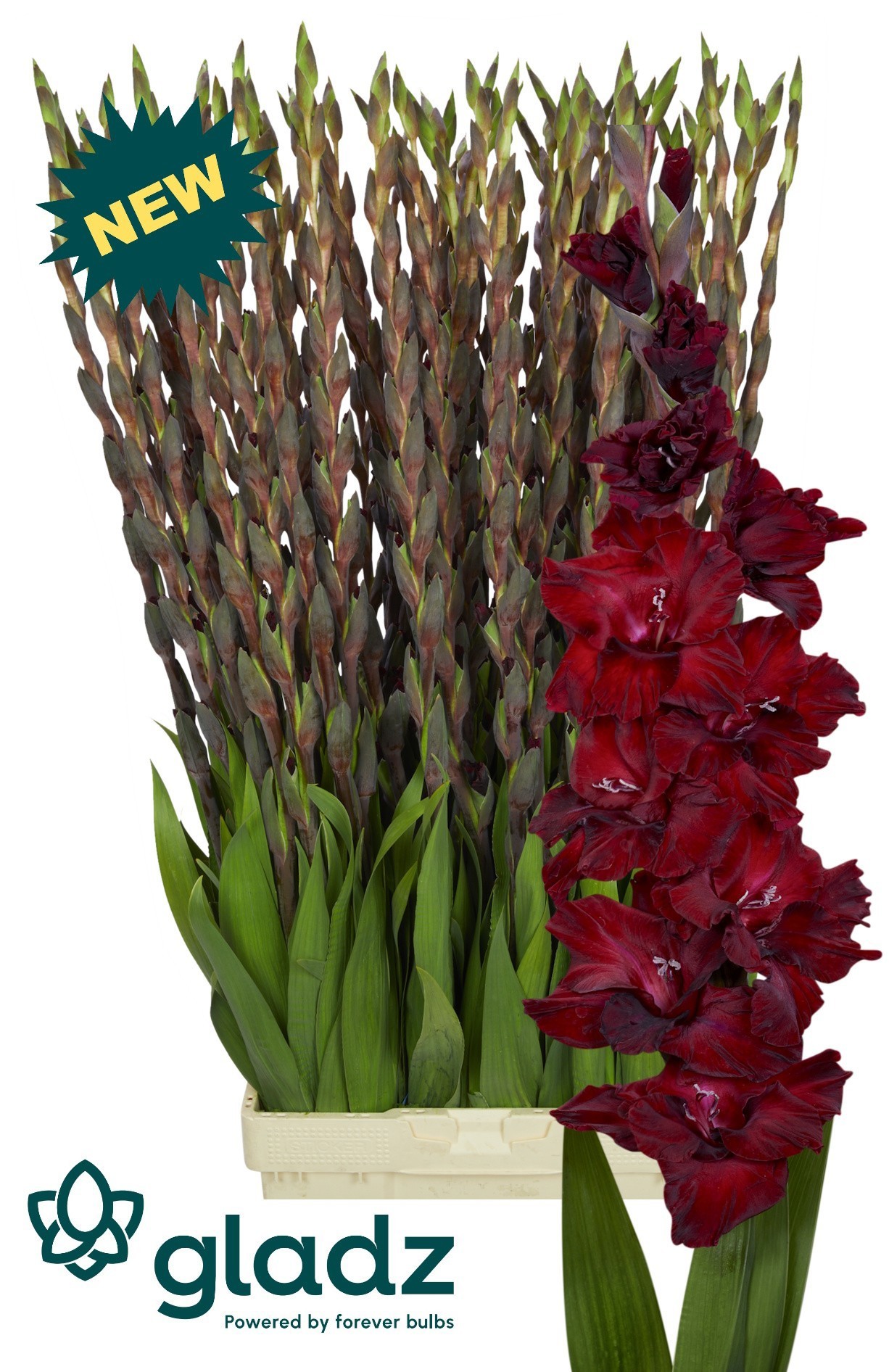 Gladiolo Hol. Sangria 125cm (60cm espiga) Gr.