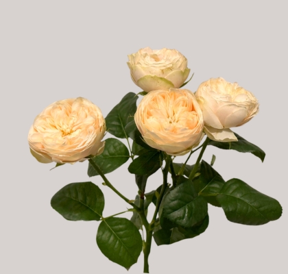 Ramificada Royal Blush Pearl 60cm 45gr "Premium"