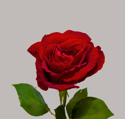 Rosa Afri. Ever Red 50cm Rj