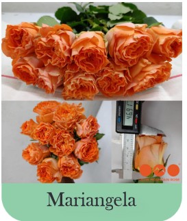 Rosa Afri. Mariangela 50cm