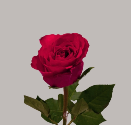 Rosa Afri. Madam Cerise 50cm