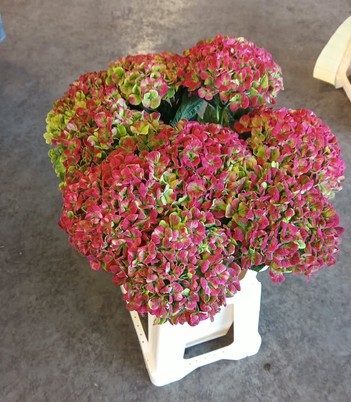 Hortensia Hol. Magic Coral Classic 60cm �16/17cm