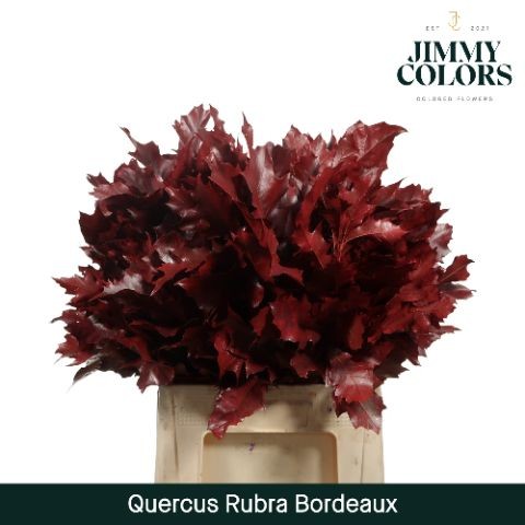 Roble Hol. Rubra Pintado Burdeos 60cm