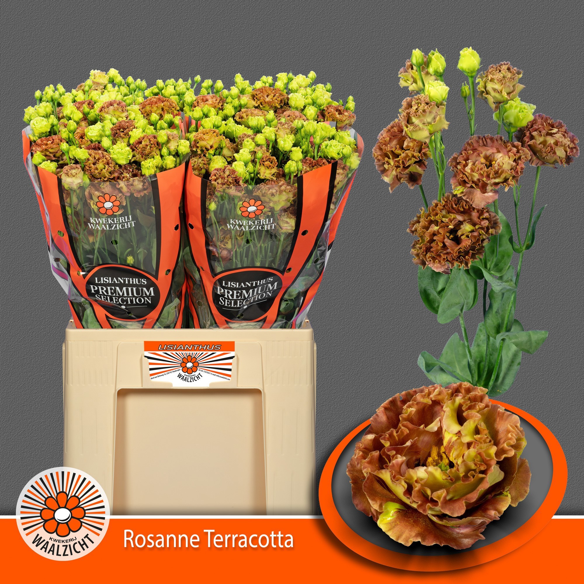 Lisiantus Hol. Rosanne Terracotta 65cm 55gr "Waalzicht"