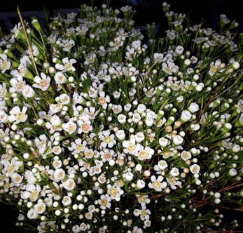 Flor Cera Hol. Un Pearl Button 50cm 35gr Bl. "T25"