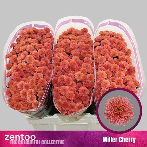 Santini Miller Cherry 1100gr "T25"