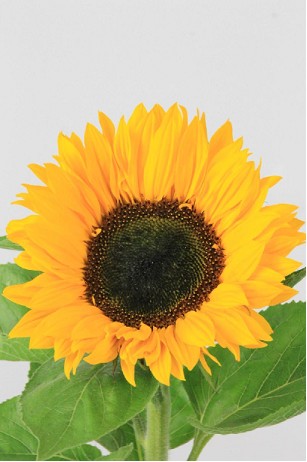 Girasol Hol. Sunrich 75cm